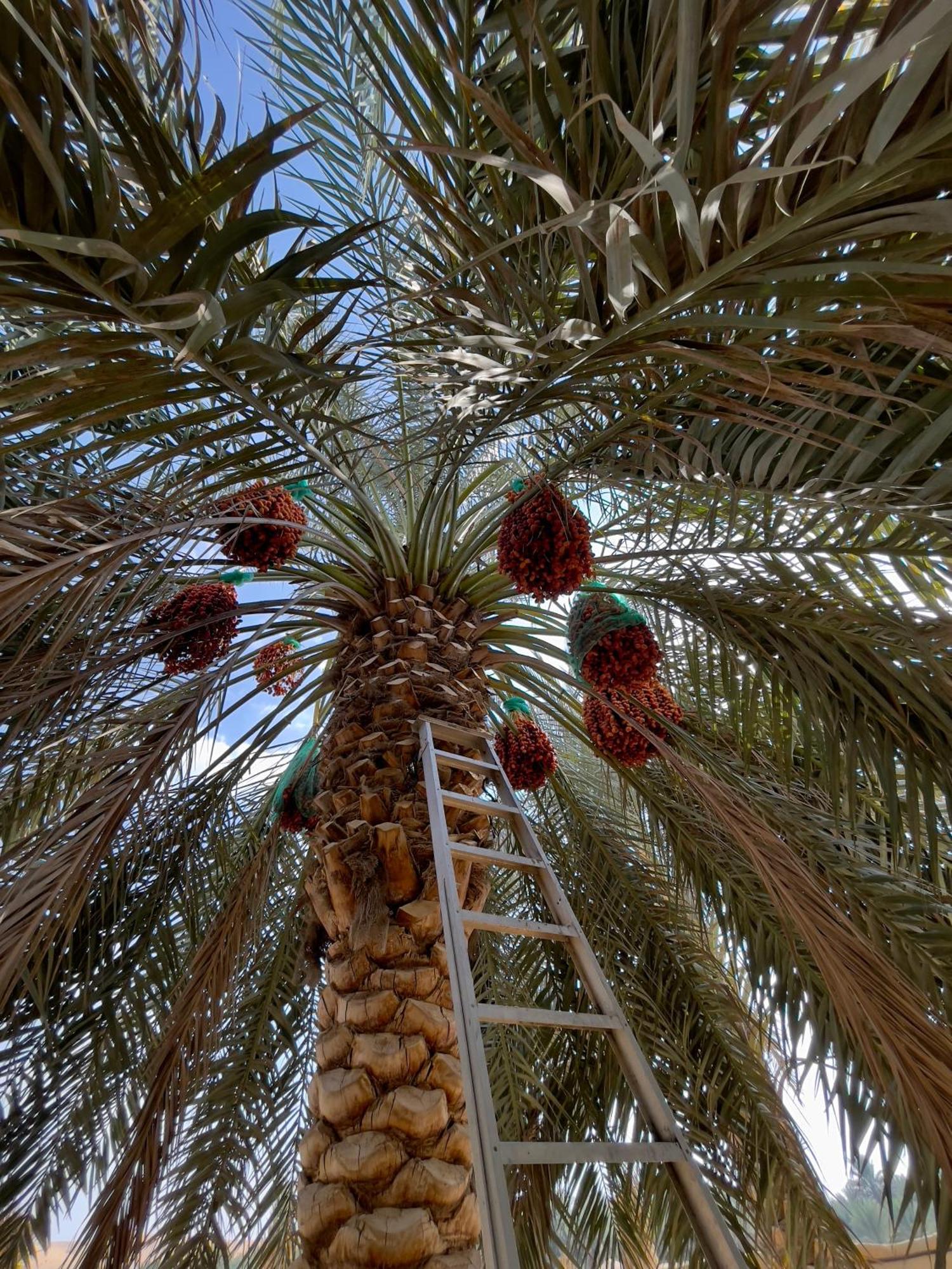 Liwa Nights ليالي ليوا Hotel Exterior foto